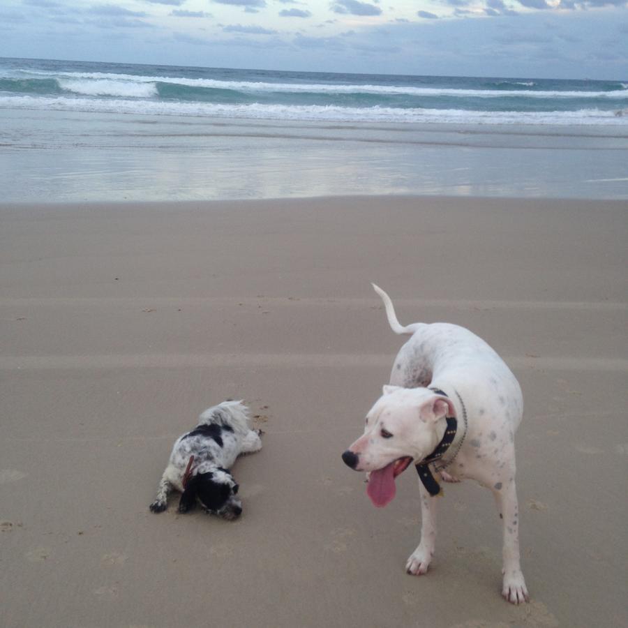 לוקה Clarence Head Caravan Park מראה חיצוני תמונה